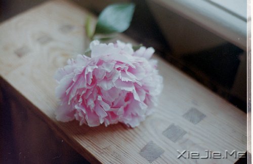 ����ʢ����������� (4)