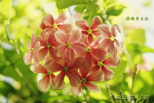 ����Ϊ˭л����лΪ˭�� (4)