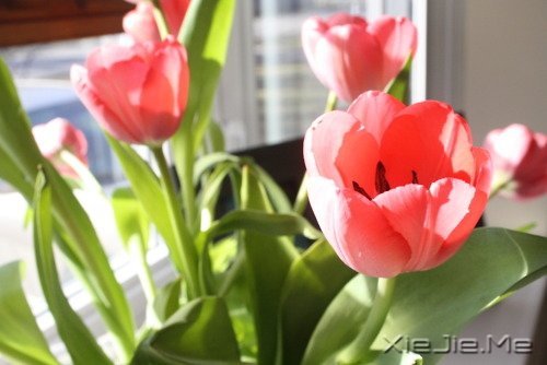 容易衰老的不是容颜,而是不敢进取的心 (6)