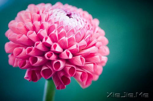 早安心语:我们总是在别人的故事里,流着自己的眼泪 (3)