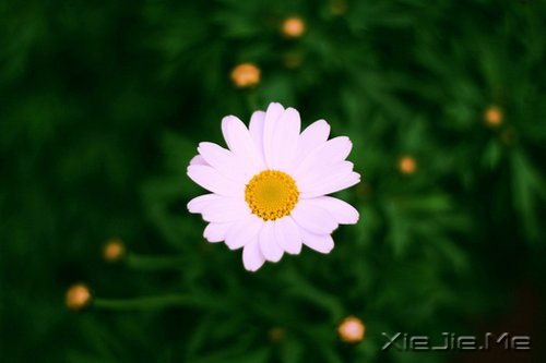 晚安心语:我想要的,一直很简单 (8)