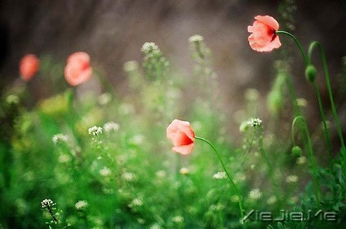 晚安心语:别让人生,输给了心情 (5)