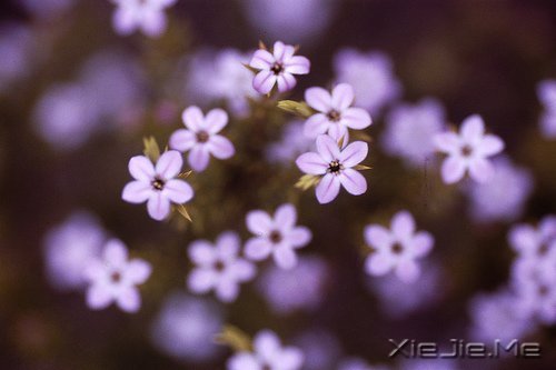 ��δ���������������ǰ�һ���׸����� (6)