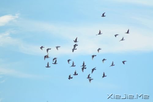 早安心语:生活,一半是回忆,一半是继续 (8)