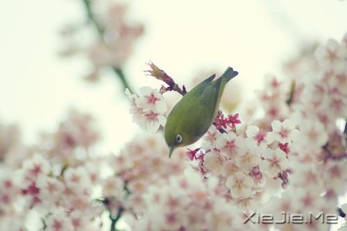 ���������������ˮ�����ĵף��۾�ֻ��һ��СС�ĳ��� (5)