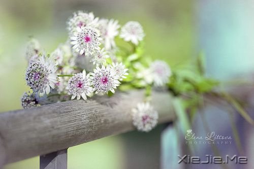 早安心语:成功的速度一定要超过父母老去的速度 (1)