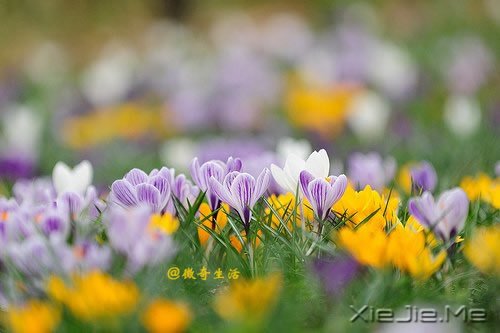 ��ƪС˵��΢����ɱ��